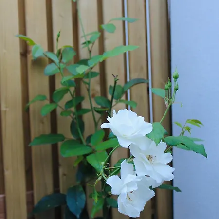 アパート Bommels Bed