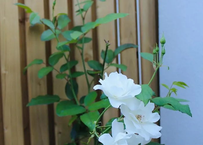 Apartment Bommels Bed